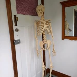 Skeleton full anatomical for medical professionals or students