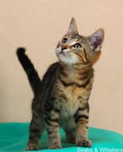 Beaks & Whiskers Rescue Kitten - Mr. Rissole