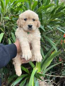 Purebred Golden Retriever puppies looking for forever home 