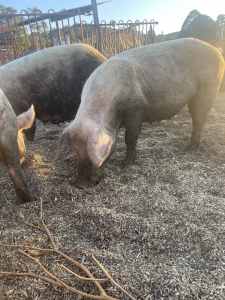 Large white sows and saddleback boar for sale