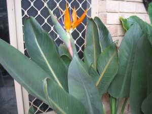 Large bird of paradise plants, discounts for multi-purchases