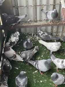 Racing pigeons for sale