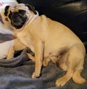 Charming pug looking for a wonderful home to spoil her!