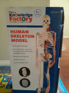 Human Skelton Model