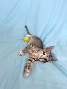 GORGEOUS TORBIE RESCUE KITTEN - VET PAPERS PROVIDED