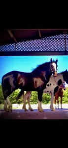 Horse - Gypsy cross mare Black and white