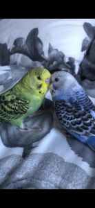 Blue Tamed Budgie
