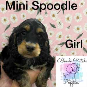 Easter Puppies - Absolutely Stunning Mini Spoodle Puppies- ONLY 1 LEFT