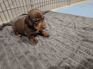 Mini Dachshund Puppy SOLD