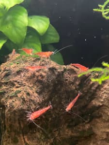 Red cherry shrimp 
