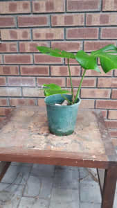 monstera plant