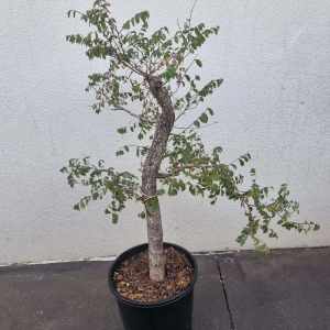 Pre bonsai chinese Elm