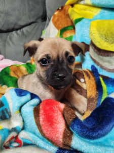 1xmale loving chihuahua x pug puppy ready for his forever loving home