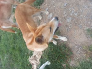 Dingo puppy for sale
