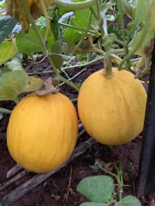 Home grown canary melons