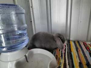 Baby mini lop rabbit