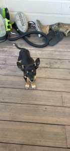 NEED TO GO Purebred male kelpie pup READY NOW 