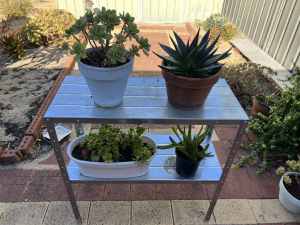 Succulents with plant stand bundle sale - $32 include everything