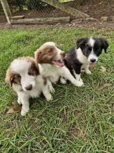 Border Collie pups, 4 left!