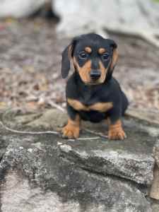 Female miniature dachshund puppy