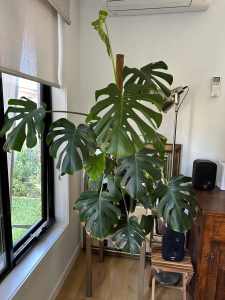 Indoor Plants for Sale - Various