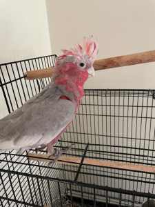 Parrot Galah for sale - 6 months old