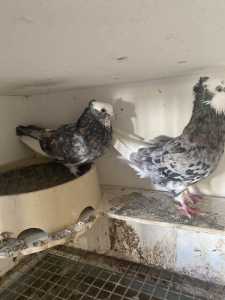 Iranian pigeons for sale