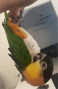 Black Headed Caique DNA Male 3 Year Old