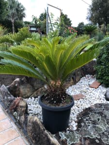 Healthy Potted Cycads