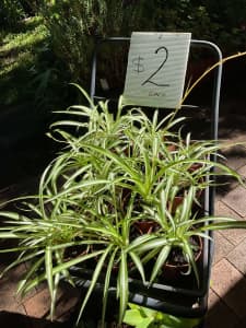Variegated spider plants. - $2 each.