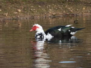BLACK MUSCOVY DRAKES