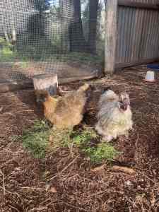 Silkie Partridge Hen and Rooster