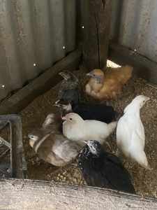 Pekin Bantams laying hens and young ones roosters free