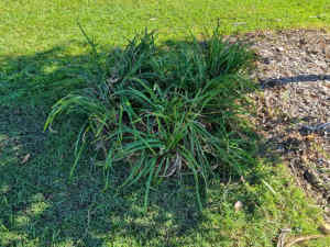 Free Liriopes grass x 8-10 smaller sized and healthy