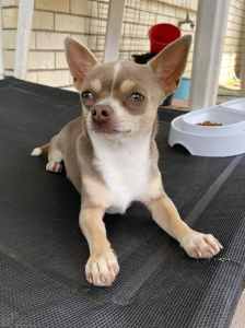 Ideal stud or pet Chihuahua, lilac n tan