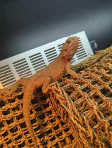 hypo trans dunner 6 month beardie female with enclosure 