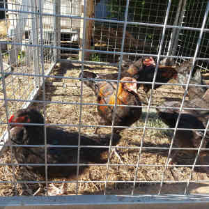 Chicken Sale: Black Copper Marans Cockerals