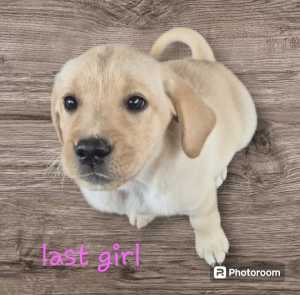❤️Beautiful purebred Golden Labradors Ready NOW. ONLY 4 LEFT