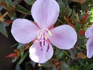 Centradenia Cascade Pink $5 established cutting
