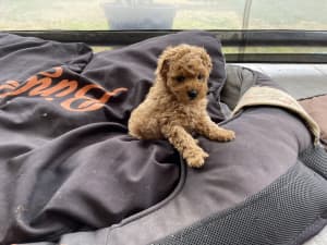 A Pure breed Red Female Toy Poodle
