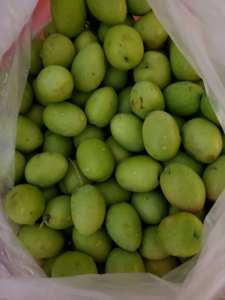 Just picked large fresh green olives. $7/kg