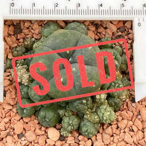 SOLD Button LW cactus Lophophora williamsii multi-heads plant no. 149