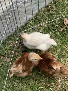 Isa Brown chicks