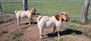 Boer Goat Breeding Males