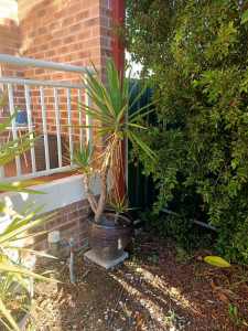 Yucca Tree 1.5m $60 in Pot 