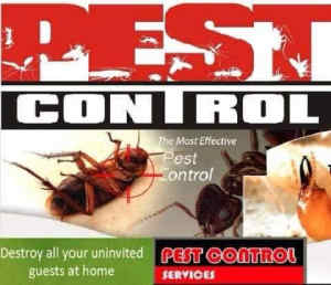 Pestable Pest Control service 🕷 from $79  ✅ 5 stars 🌟Sydney wide