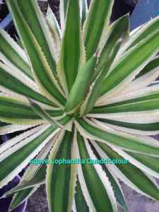 🪴🪴AGAVE LOPHANTHA QUADRICOLOUR and many other plants 