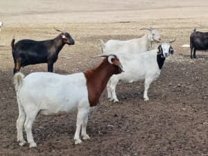 Goat Breeder Packages