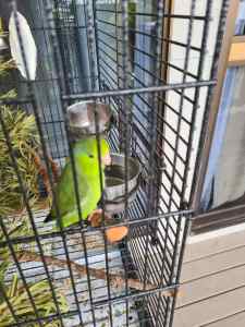 Parrotlet bird for sale