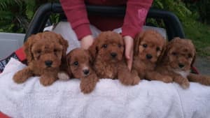 CAVOODLE BEAUTIFUL PUPPIES GIRLS AND BOYS 